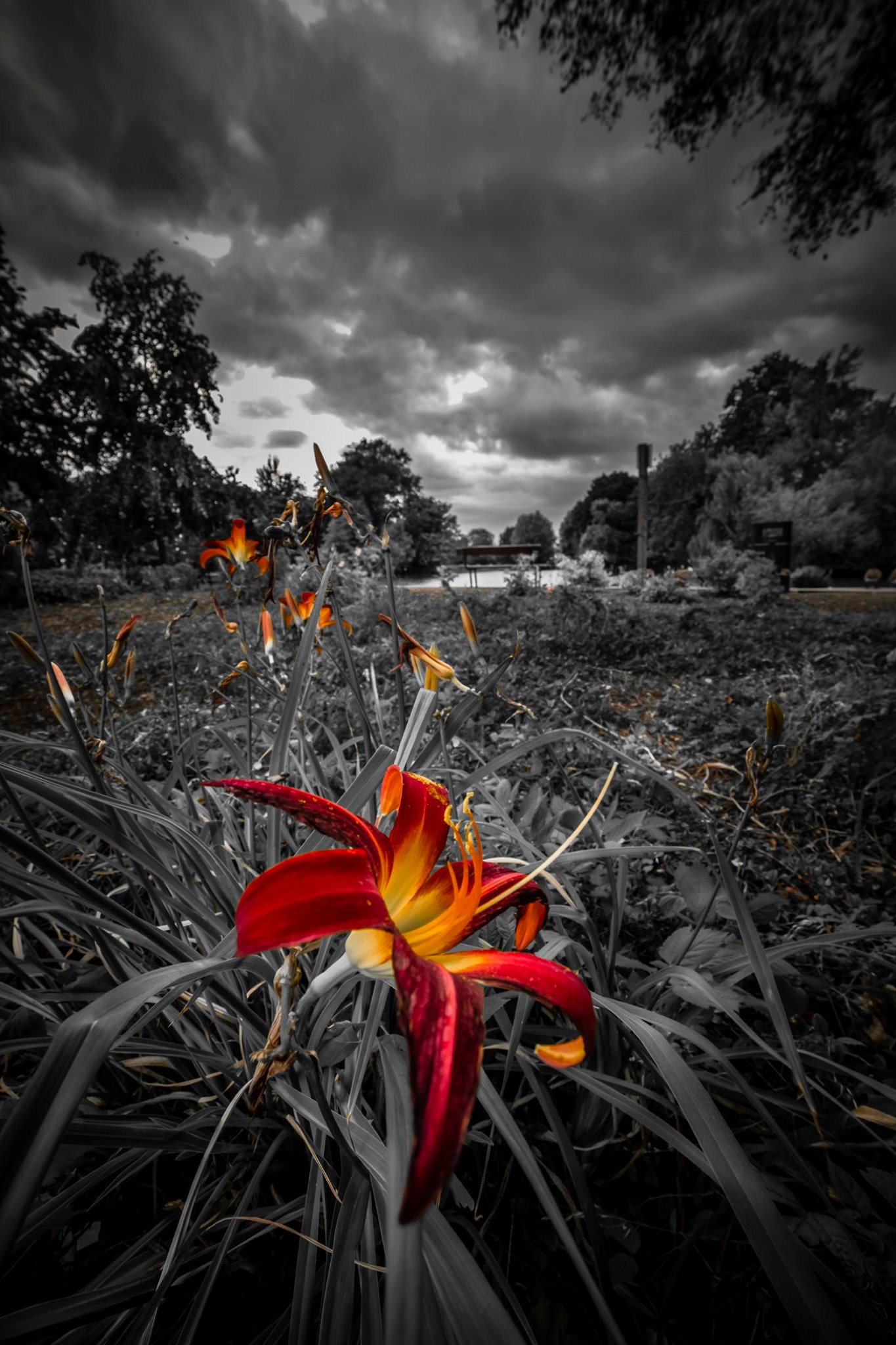 Daylilies